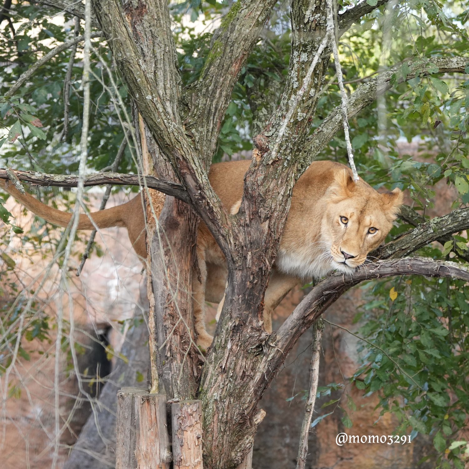 もも♡すけ (@momo3291) / X