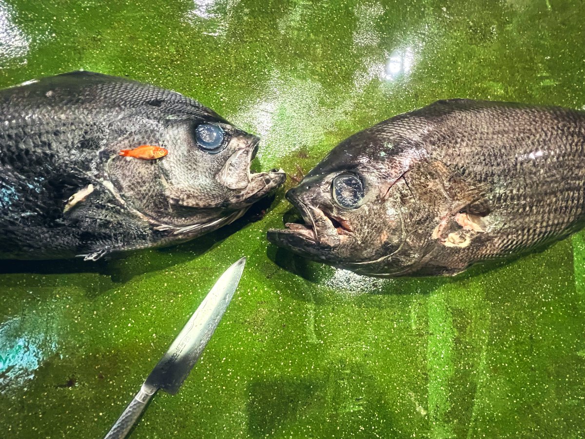 仕事終わったのでヒレジロマンザイウオを観察
まずは金魚と比べてみた