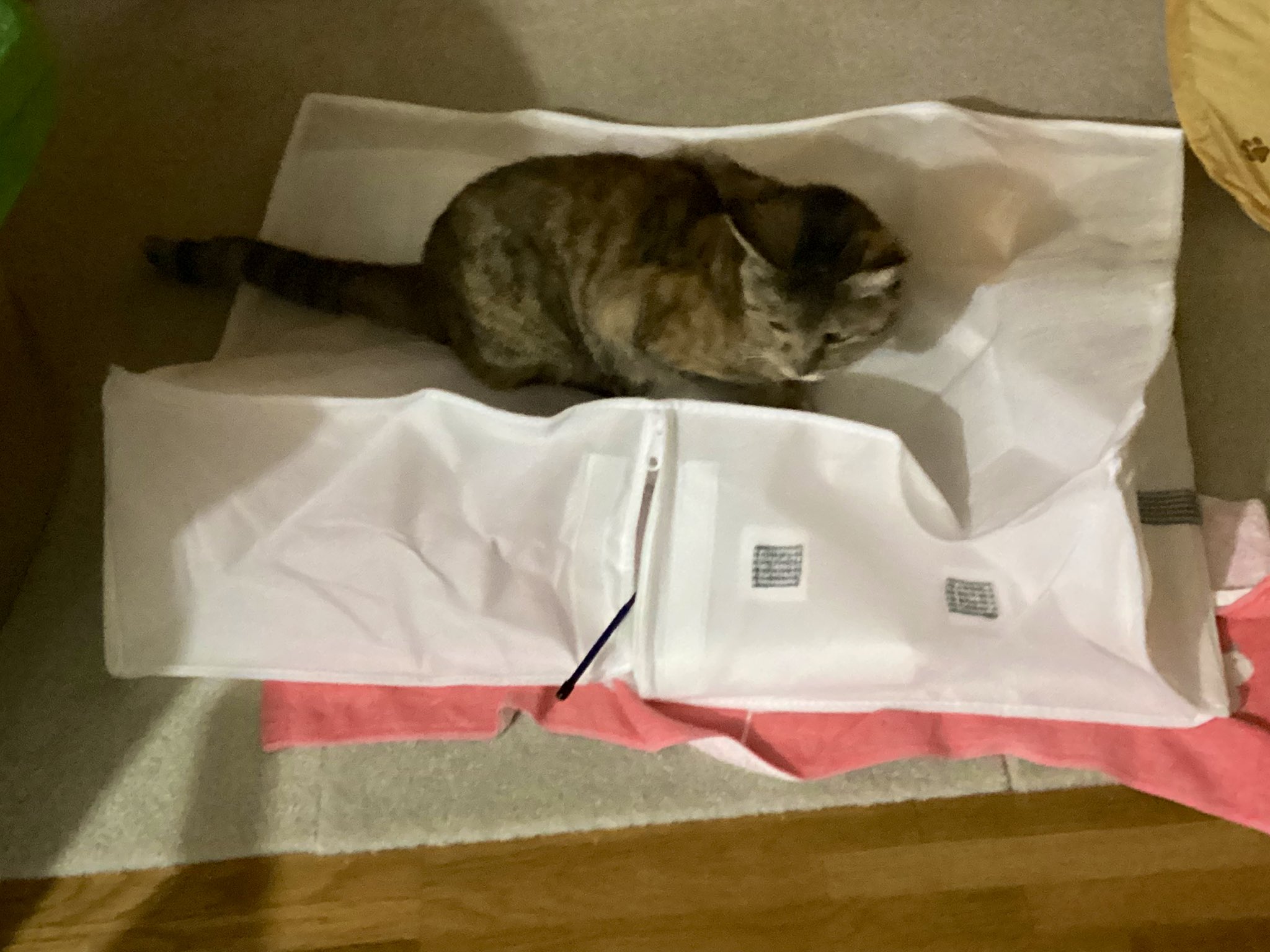 vivi猫 わさび6歳8ヶ月… おはようございます𓂃 𓈒𓏸 今日も一日ご安全に