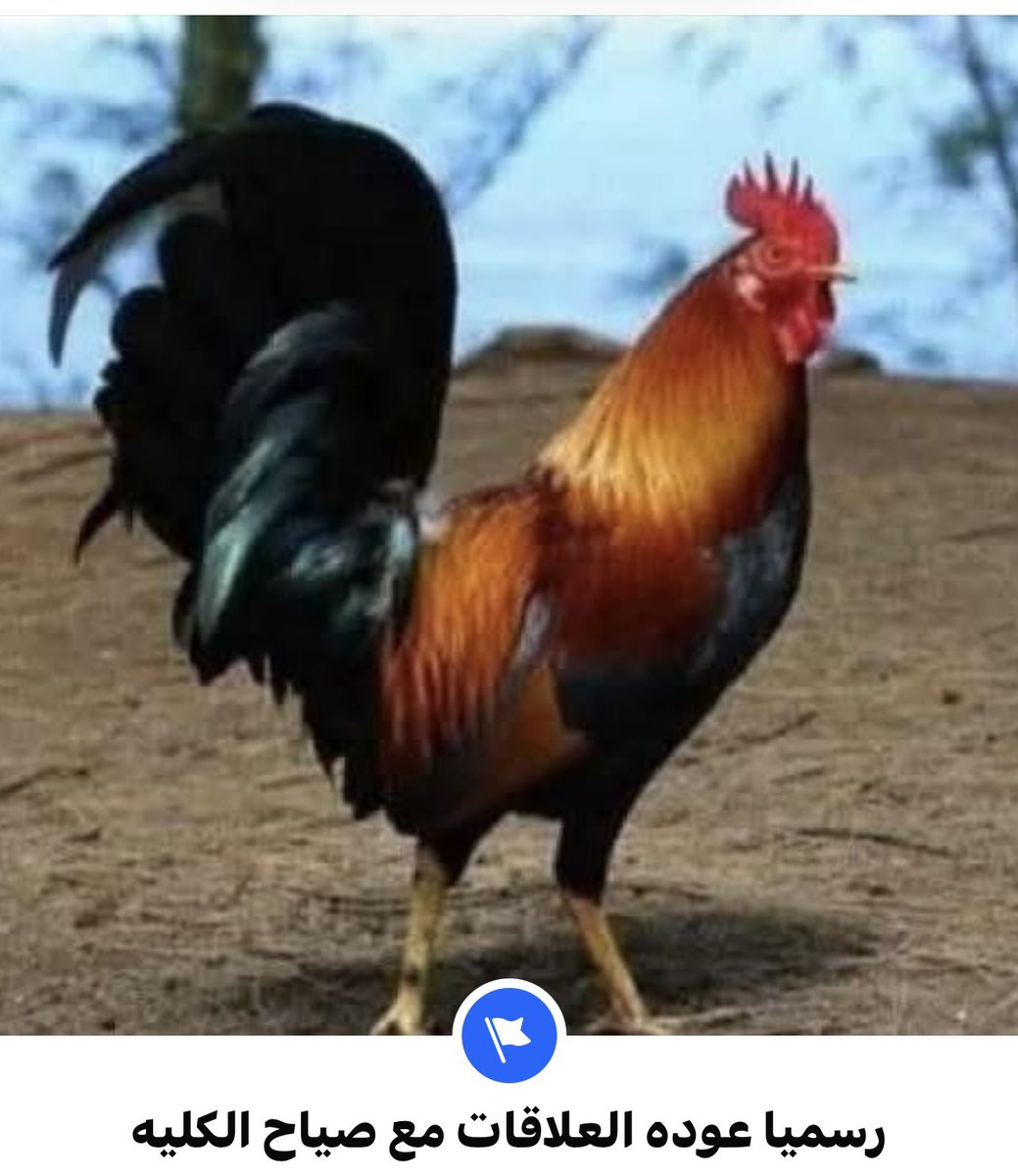 Calm_posts's tweet image. Officially:……