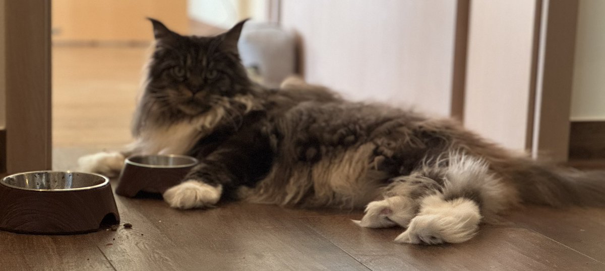 birgitj's tweet image. wenn der Kaddser sich mitnletzter Kraft zum Napf geschleppt hat … und der dann leer ist 🙄