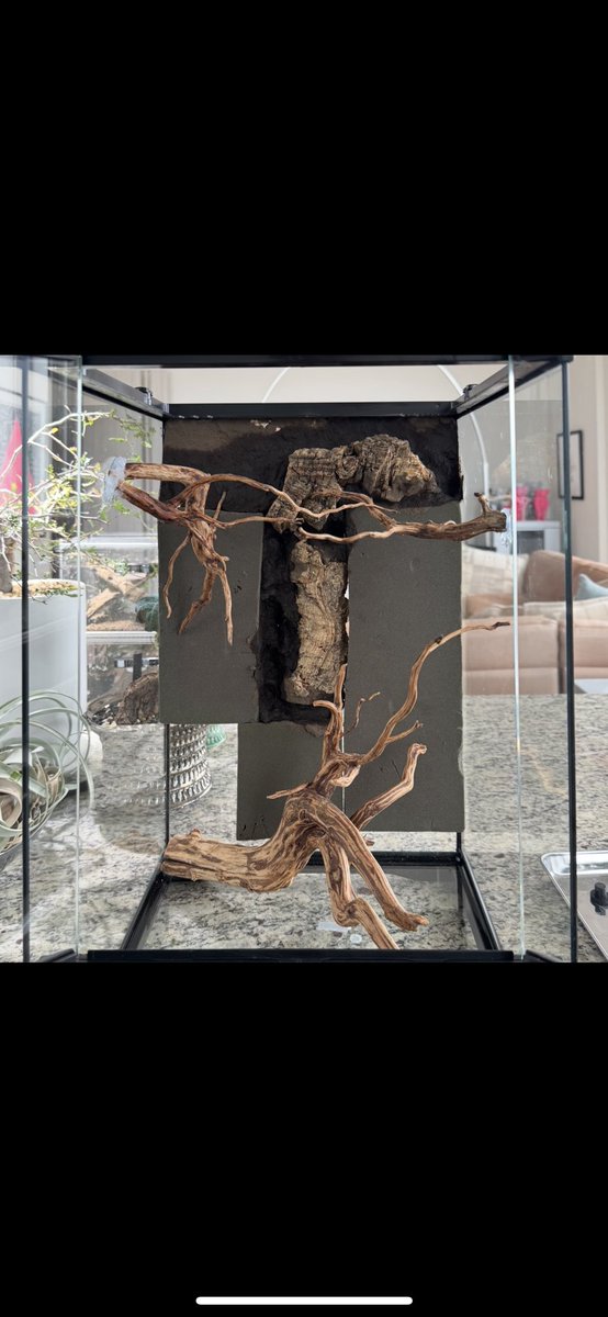 levis416's tweet image. 3045にnativeforestさんで買った色々使って新しい環境をセッティング中。壁につけた流木はこれが正しい使い方なんじゃないというできばえ。これマグネット式にして量産したいな〜　#テラリウム　#nativeforest  #流木