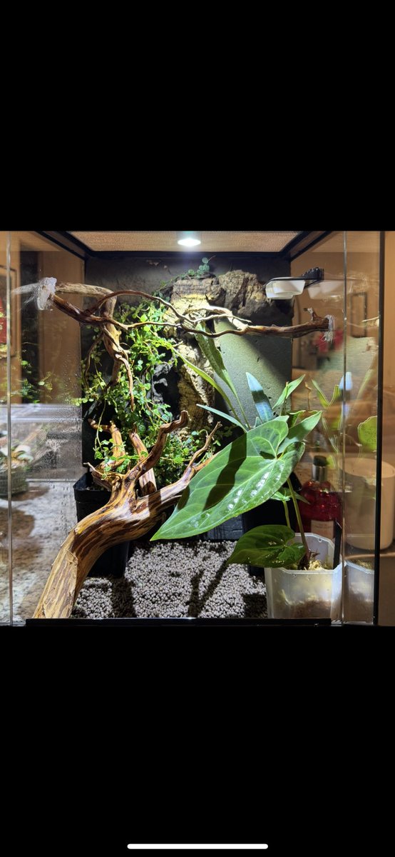 levis416's tweet image. 3045にnativeforestさんで買った色々使って新しい環境をセッティング中。壁につけた流木はこれが正しい使い方なんじゃないというできばえ。これマグネット式にして量産したいな〜　#テラリウム　#nativeforest  #流木