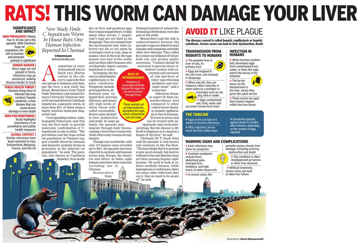 Study finds 4 out of 10 black rats in the city carry parasitic worm Calodium Hepaticum that can spread to humans through ingestion and cause liver damage in extreme cases <a href="/CMOTamilnadu/">CMOTamilNadu</a> <a href="/mkstalin/">M.K.Stalin - தமிழ்நாட்டை தலைகுனிய விடமாட்டேன்</a> <a href="/chennaicorp/">Greater Chennai Corporation</a> <a href="/CHN_Metro_Water/">Chennai Metro Water</a> <a href="/SumeetUrbaser/">UrbaserSumeet</a> <a href="/TANUVAS_Tweets/">Tamil Nadu Veterinary & Animal Sciences University</a> <a href="/ChennaiRains/">Chennai Rains (COMK)</a> <a href="/praddy06/">Tamil Nadu Weatherman</a>