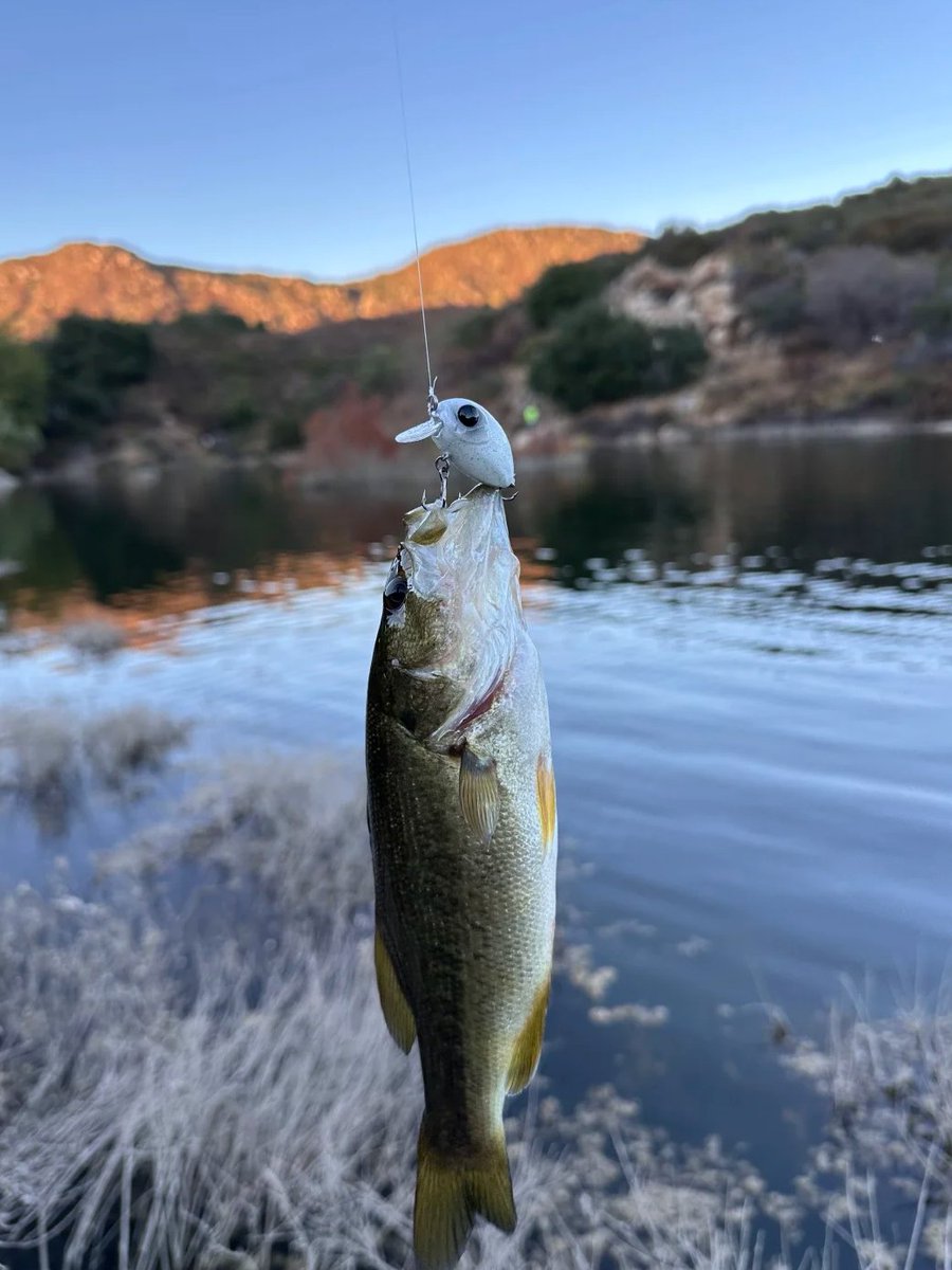samiztt's tweet photo. 忍耐が報われ、息を呑むような背景を背景に完璧な釣果。自然の静けさと釣り人の勝利。🎣🌅 https://t.co/4t0DNubycE