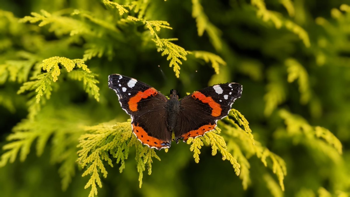 mncarson's tweet photo. @BroomfieldKeith We've seen several in the garden recently doing the same. https://t.co/iE0B3dbZ5X