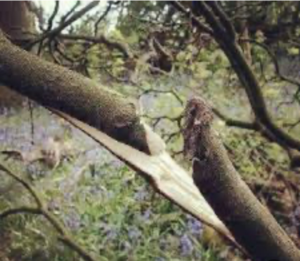 من يعتذر للغصن المكسور
نيابة ً عن العاصفة!