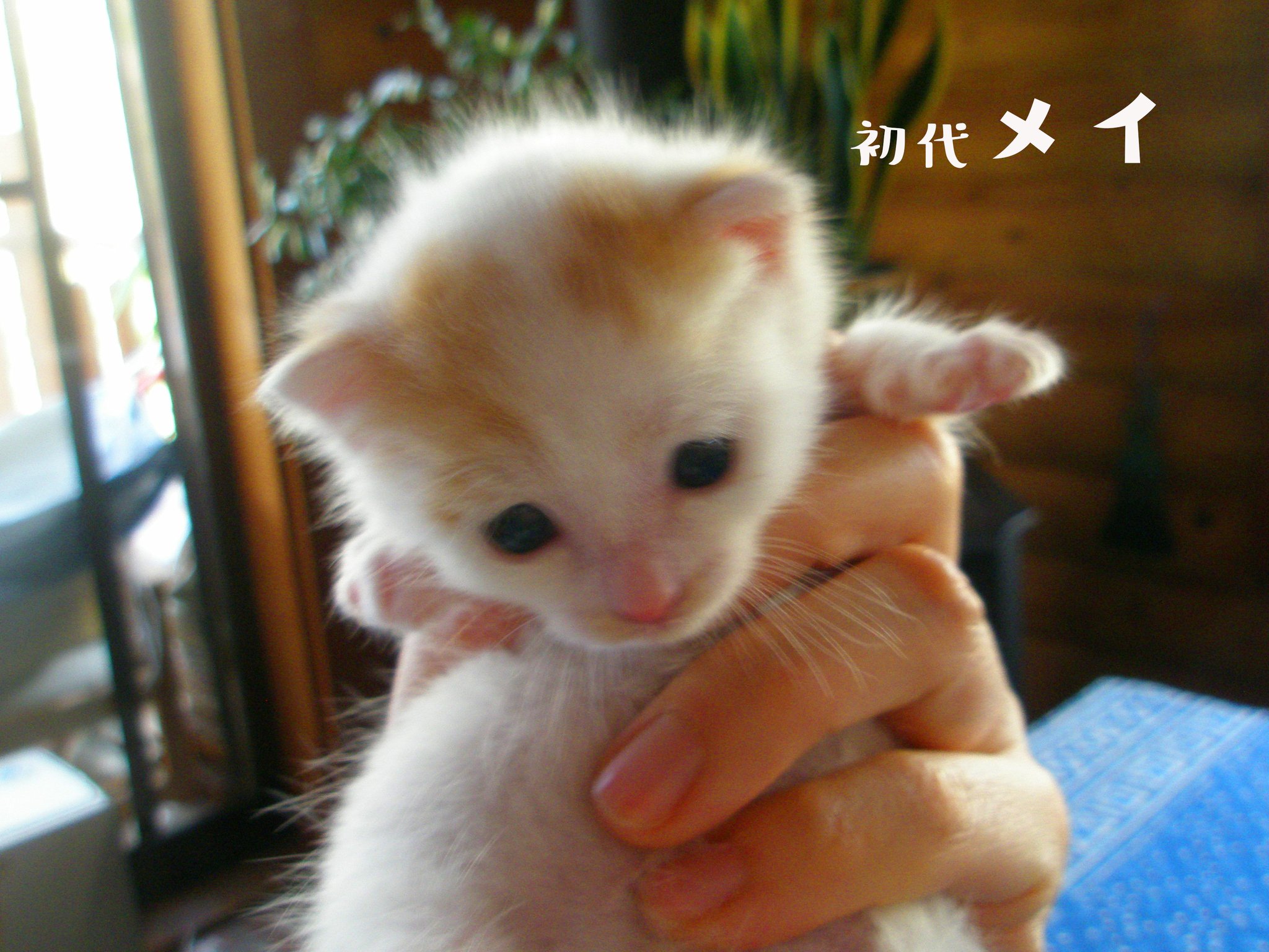 MARCO 🟡写真集「メイ先輩」🟡 on X: 