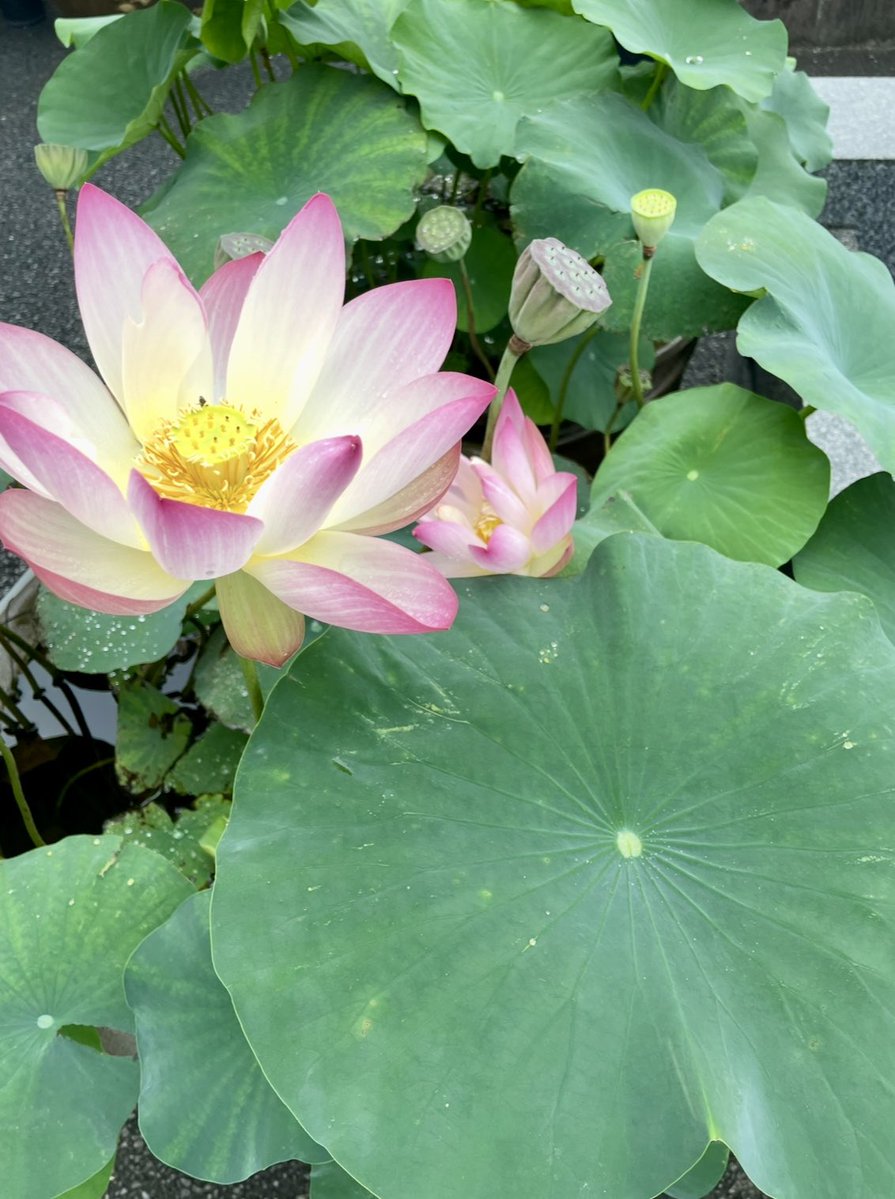 tanabe (@tterie) on Twitter photo ่ฎใฎ่ฑใlotus flower
ใๅขๅใใซ
ใๅใใใฎ่ชฌๆณใงใใ่ฎใฏๆฅตๆฅฝๆตๅใฎ่ฑใง
ใใ่ฎใฎไธใซใฏใฌใณใณใณใๅบๆฅใพใ
ๆณฅใ ใใใงใใใใใ็พไธใงใ
ๆฌฒใซใพใฟใใไธ็ใงใ
่ฎใฎ็ถบ้บใช่ฑใๅฒใใฆใใไธ็ใ
ๆฅตๆฅฝๆตๅใงใใใจ
ไปใฏๅฐไธใฎๆฌฒใจๆณฅใ ใใใฎไธ็ใชใฎใใ
ๅบๆฅใใฐ็ใใฆใใๅ
ใซ่ฏใ่ฆใใใช ่ฎใฎ่ฑใlotus flower
ใๅขๅใใซ
ใๅใใใฎ่ชฌๆณใงใใ่ฎใฏๆฅตๆฅฝๆตๅใฎ่ฑใง
ใใ่ฎใฎไธใซใฏใฌใณใณใณใๅบๆฅใพใ
ๆณฅใ ใใใงใใใใใ็พไธใงใ
ๆฌฒใซใพใฟใใไธ็ใงใ
่ฎใฎ็ถบ้บใช่ฑใๅฒใใฆใใไธ็ใ
ๆฅตๆฅฝๆตๅใงใใใจ
ไปใฏๅฐไธใฎๆฌฒใจๆณฅใ ใใใฎไธ็ใชใฎใใ
ๅบๆฅใใฐ็ใใฆใใๅ
ใซ่ฏใ่ฆใใใช