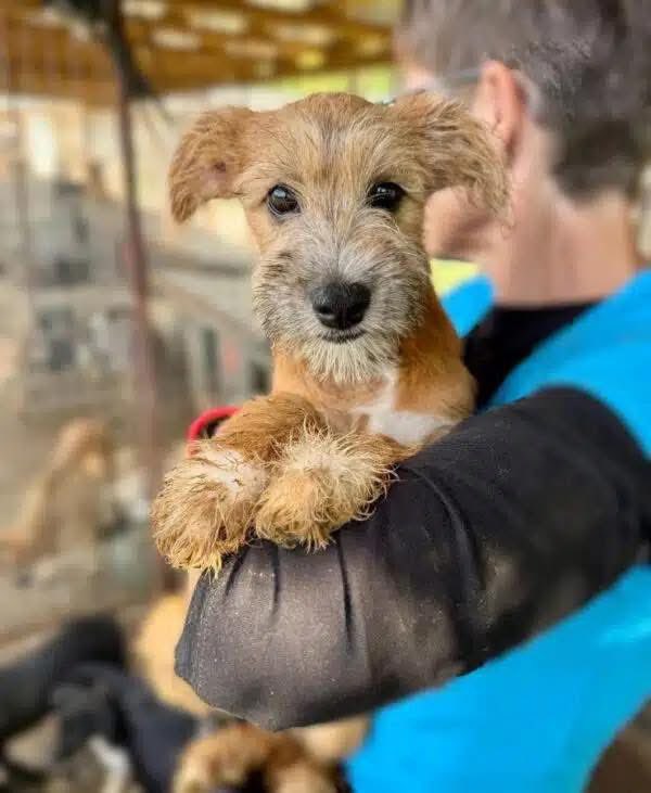 ProDogRomania tweet media