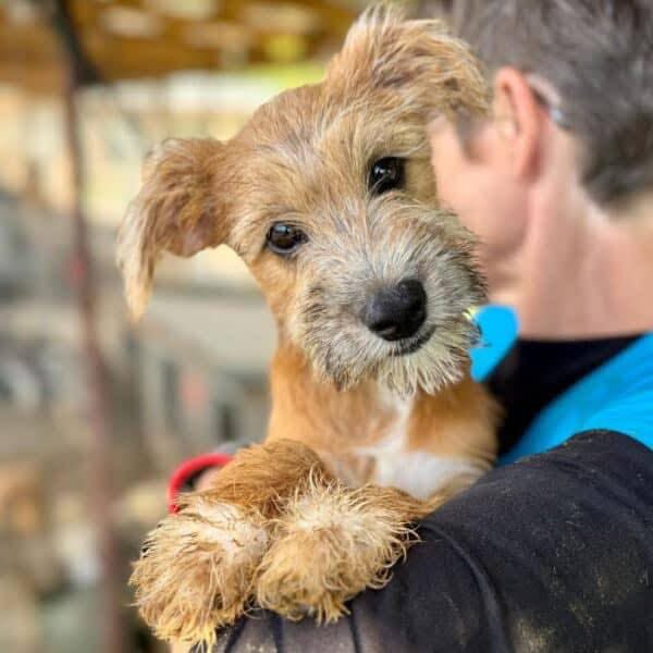 ProDogRomania tweet media