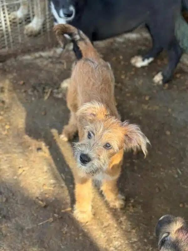 ProDogRomania tweet media