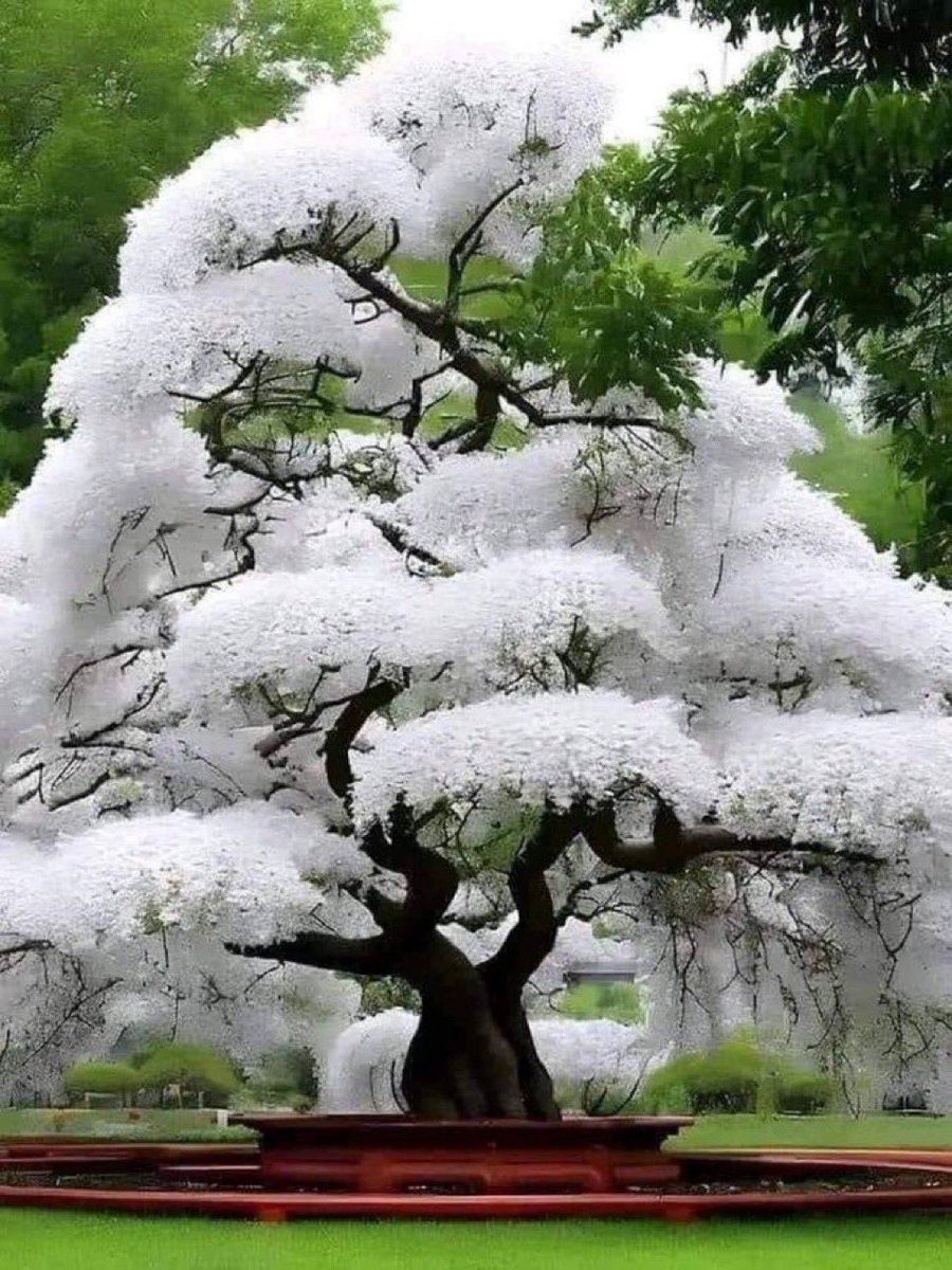 <a href="/TheFigen_/">The Figen</a> Hundreds of years old this White Cherry Tree from Japan is simply  Beautiful.