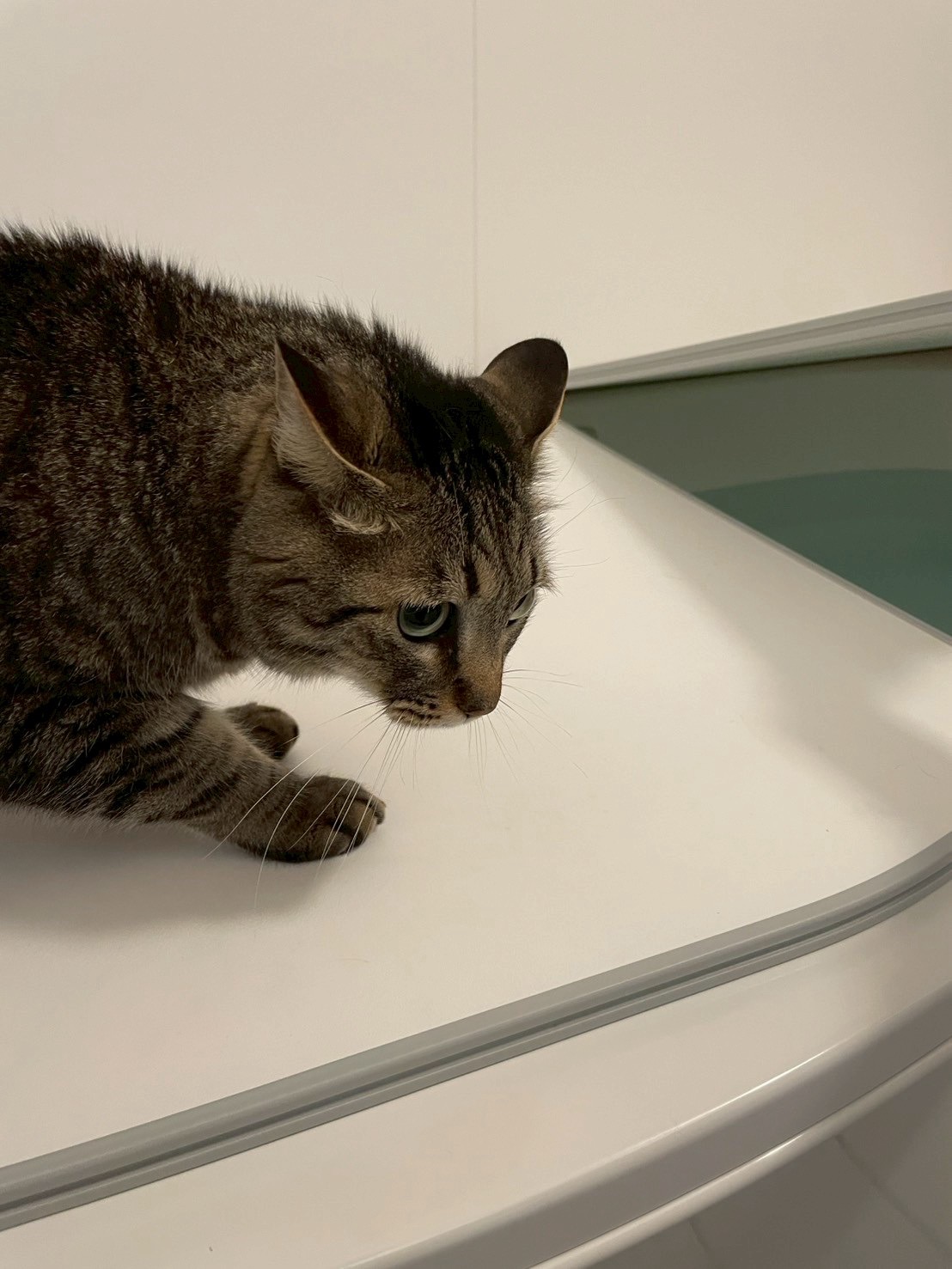 けい様　取り置き中　三毛猫ドラマー　流れ星流れるクローバー畑　Bathroom ひだまり(中部猫Lifeメンバー) on X: 