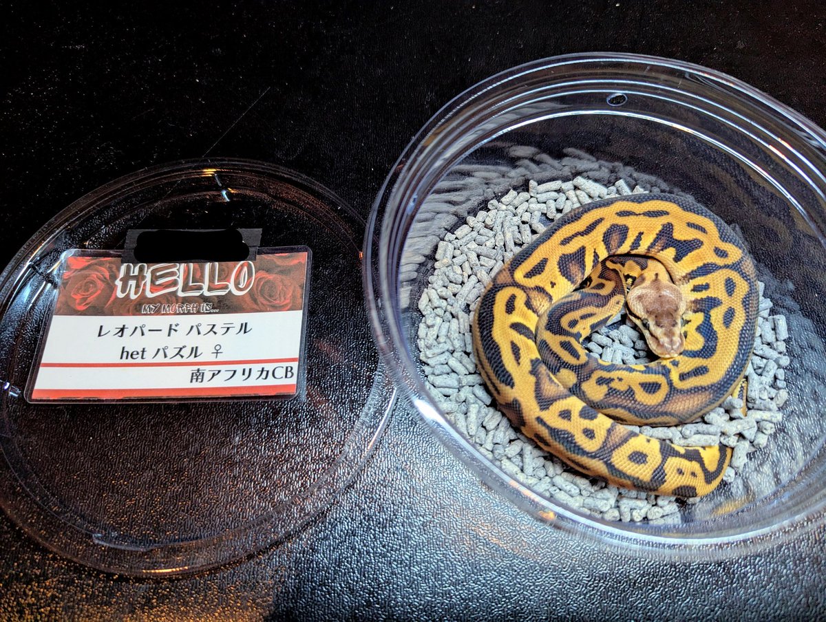 PON_niki_0313's tweet image. ãããŽã¬ããè¿ãçäœç޹ä»â¡ã
Swag Baller ïŒ@SWAGBaller0425 ïŒãããããè¿ãã®
Pastel Leopard het Puzzle â
ããŒã«ã£ãŠè¯ãããðããã®åã¯ãžããŒãããã
ãè¯ãåå
¥ã£ããã ãã©è¡ããªãïŒããšãªãã¡ãŒé ãè¡ããŸããð€£ãPuzzleéç£ããŸãð«¶ð»
#ããŒã«ãã€ãœã³
#ballpython
#swagballer