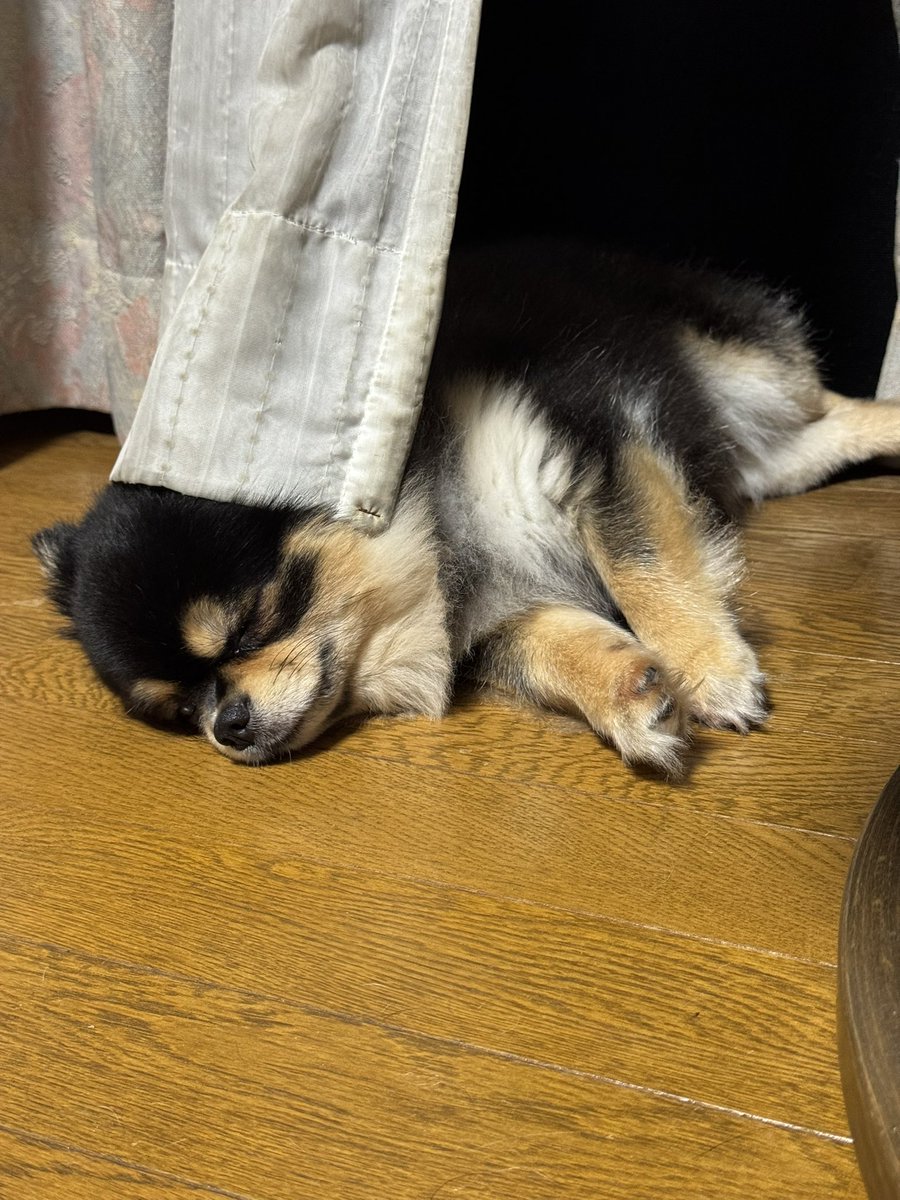 実家の番犬