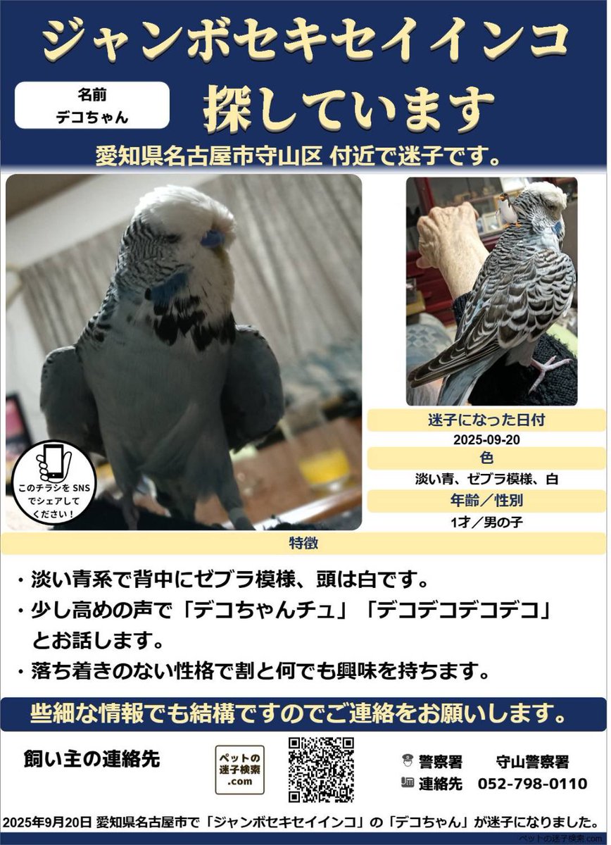 【拡散希望】
2025年9月20日　11:00時頃　
愛知県名古屋市守山区付近で
ジャンボセキセイインコの男の子を逃がしてしまいました。
淡い青系のお腹と背中のゼブラ模様、大きく白いおでこが特徴です。
#迷い鳥　#迷いインコ　#迷子鳥　#迷子インコ　#ジャンボセキセイインコ　#鳥　#愛知県名古屋