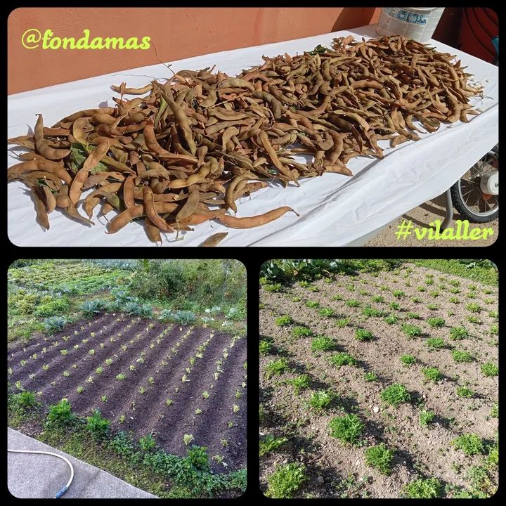 📢📢  Nou planter d'ESQUIROLA i els primers FESSOLS de l'any #hort25 😉😋🔝
De dimarts a diumenge de 13h a 15'30h 
Reserves:
☎️ 973 69 80 09
<a href="/fondamas/">Hotel Fonda Mas</a> #obert #vilaller #valldebarravés #altaribagorça #pirineus #lleida #cuinacasolana #productesdeproximitat #km0 #100anysdeFondaMas