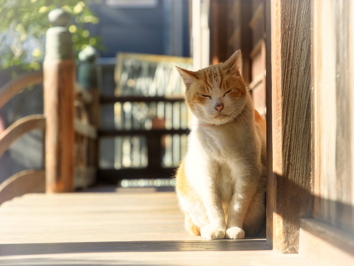 nekoneko174703's tweet image. 寺猫ちゃん😺

#猫好きさんと繋がりたい
#写真好きな人と繋がりたい