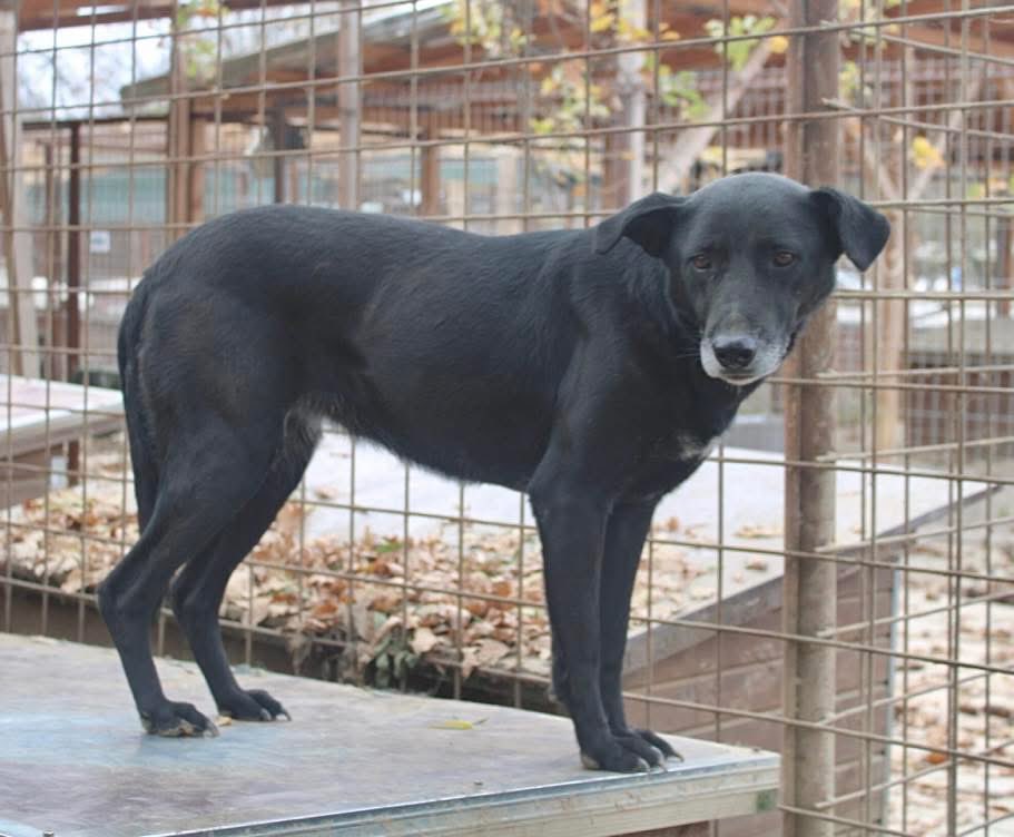 ProDogRomania tweet media