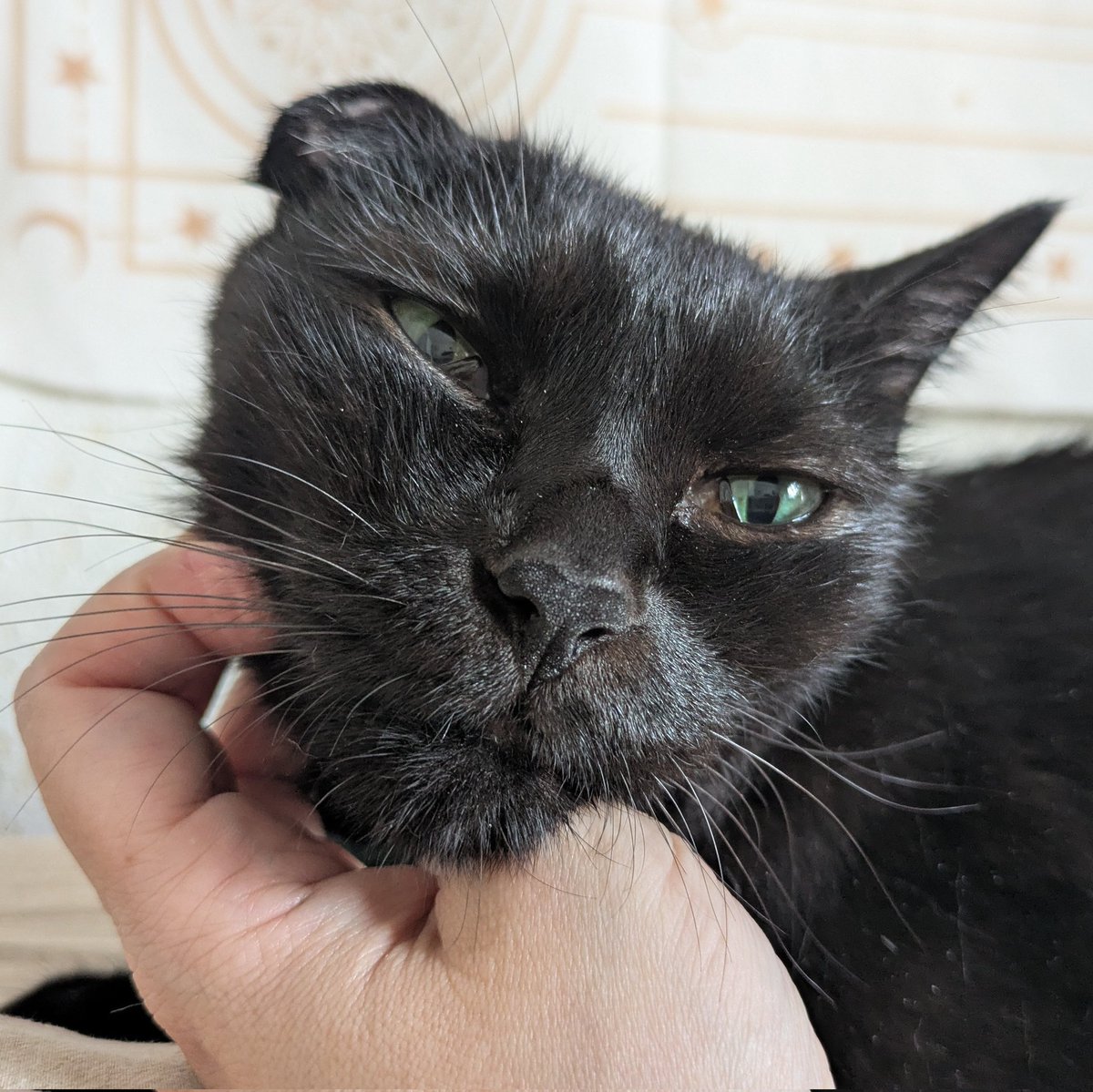 黒猫 けいちゃん☄️ on X: 