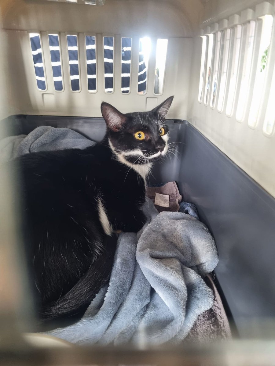 VetpalUg's tweet image. From Uganda to South Korea! 🌏✈️ We're thrilled to see our friend Heuk Mi safely arrive home!  From health checkups to paperwork, we took care of every detail to ensure a smooth journey. For all your pet relocation needs, reach us on+256 7803 01745 #PetRelocation.