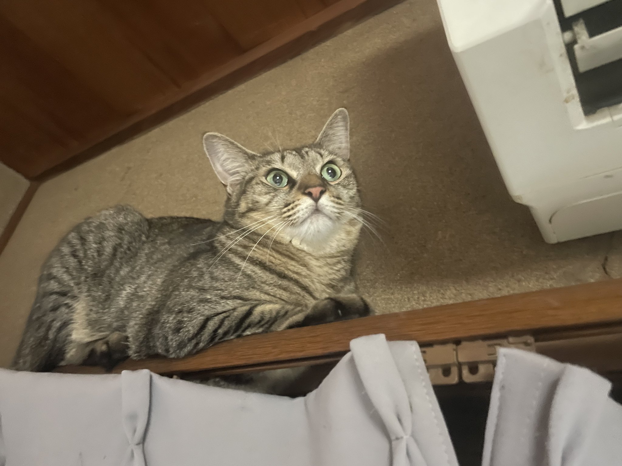 ねこ ツナギ 作業服 ROUND ONI 春夏 半袖ツナギ 881 丸鬼商店 大きい