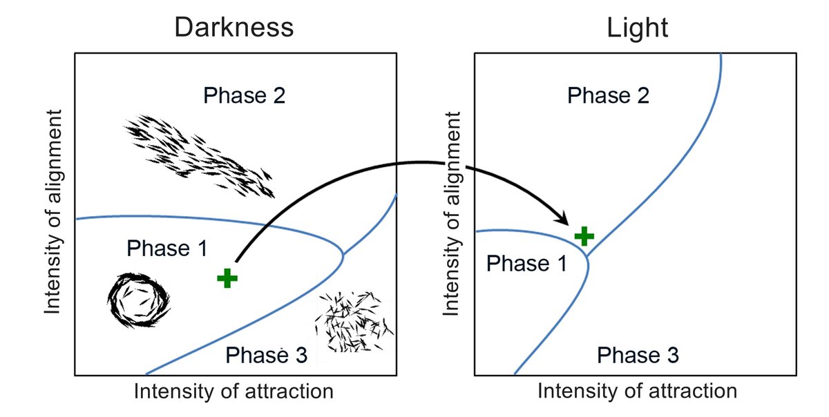 ICYMI: This study shows that group size and stress drive social interactions in schools of fish. Smaller groups naturally reach criticality, but larger groups need stress to do so. 🐟

Read more: go.aps.org/3JF510C