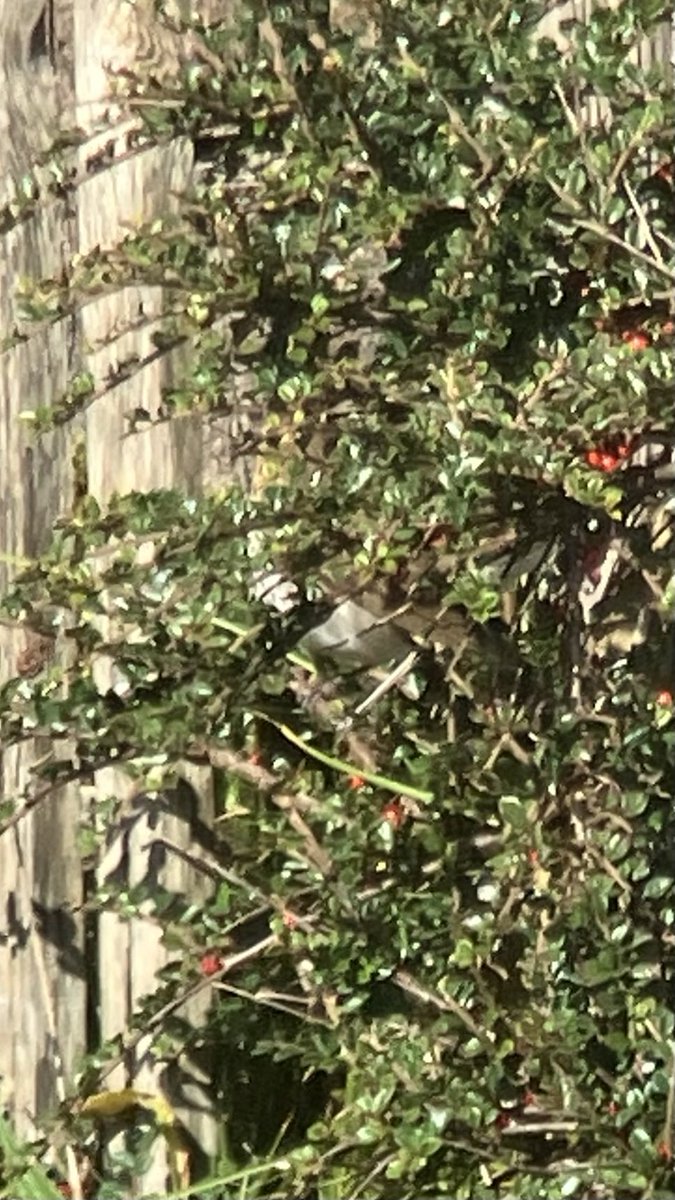 There’s a Swainson’s in there !