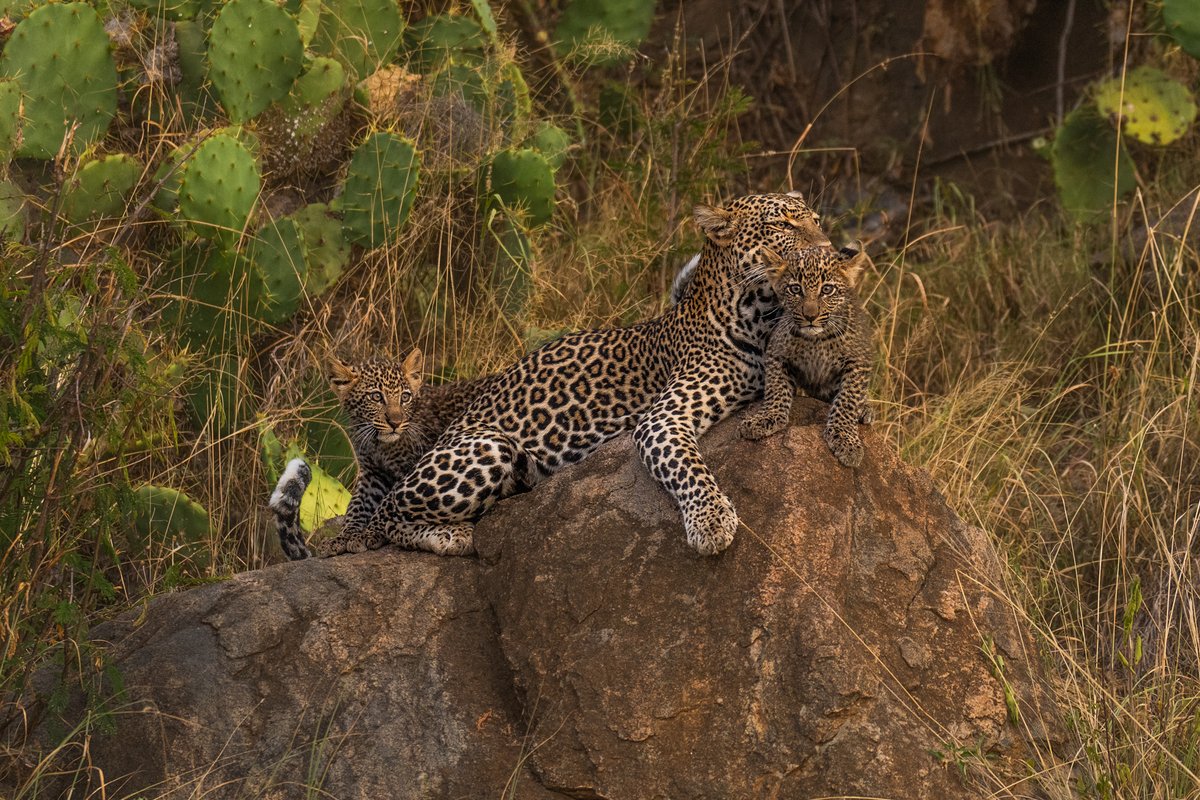 A rare sight: a mother leopard with her cubs at Loisaba. Cubs spend their first weeks hidden, learning survival from mum. In partnership with SDZWA, we’re studying leopard behaviour &amp; movements while working with communities to reduce conflict – helping these elusive cats thrive.