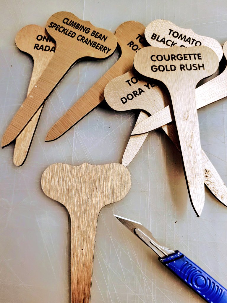 Removing lettering from my homemade plant labels in the greenhouse sheltering from the rain.