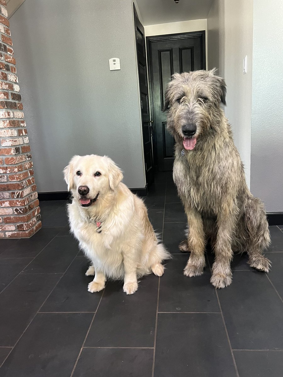 Then and now! 3- month old baby Muppet to 3 year old Muppet brother Aragorn.