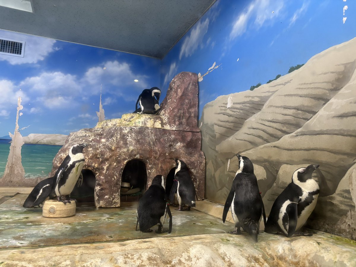 これしてきたよー！めっちゃ良かった！真珠2つとも全然色違うね。サンピアザ限定キーホルダーにしてもらった！お土産の小さき命と絶対使いづらいであろうスプーンよく見て可愛いよー！！！！！