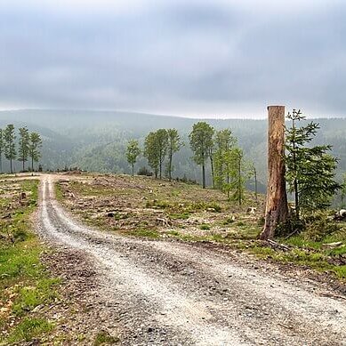 TheNatureFund's tweet image. Deforestation has killed half a million people in past 20 years #deforestation #deforestationawareness

naturalworldfund.com/deforestation-…