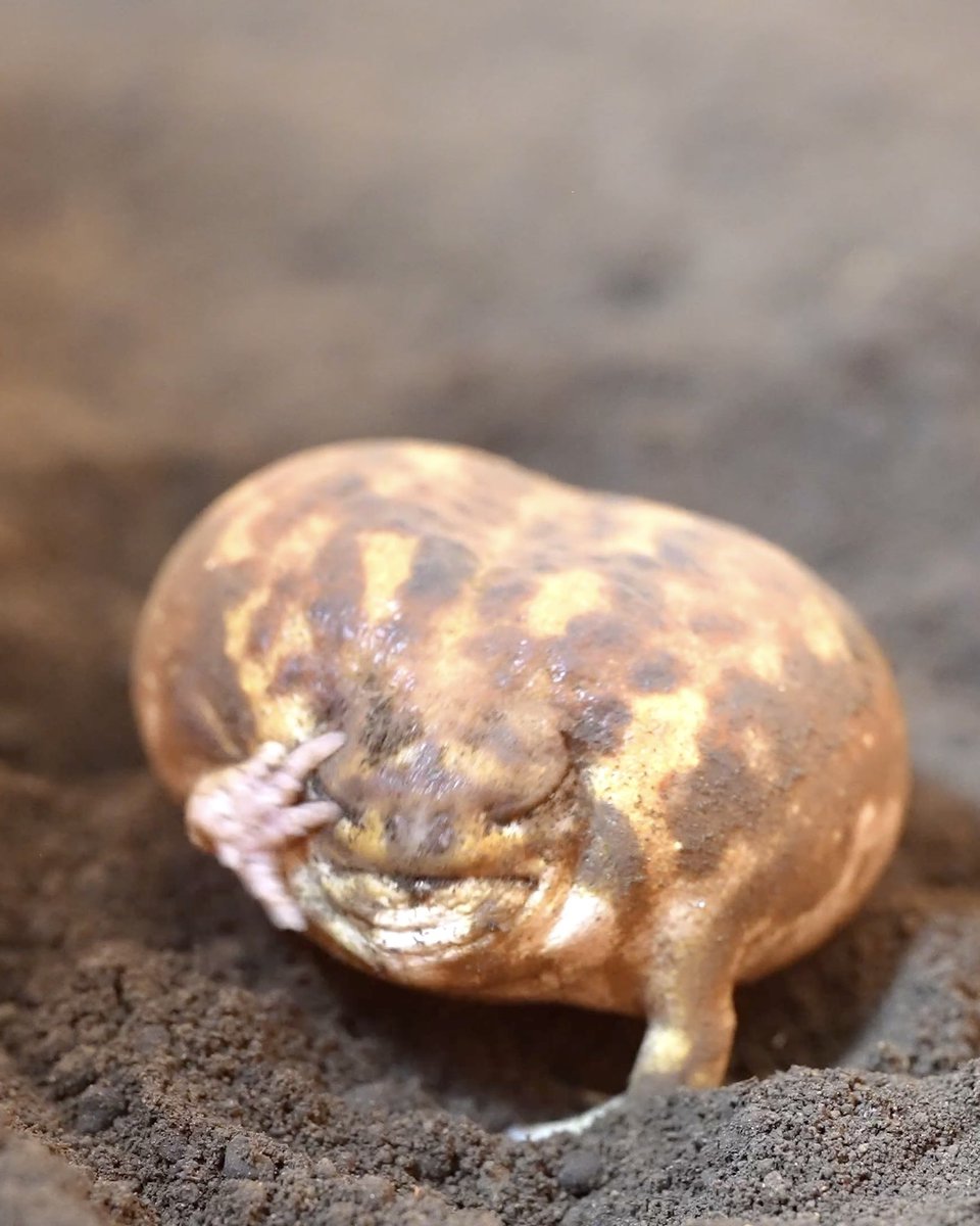 Busy Rain frogs💨
アメフクラガエルは忙しい💨 
youtu.be/AK7WkIgxEp4?si… <a href="/YouTube/">YouTube</a>より