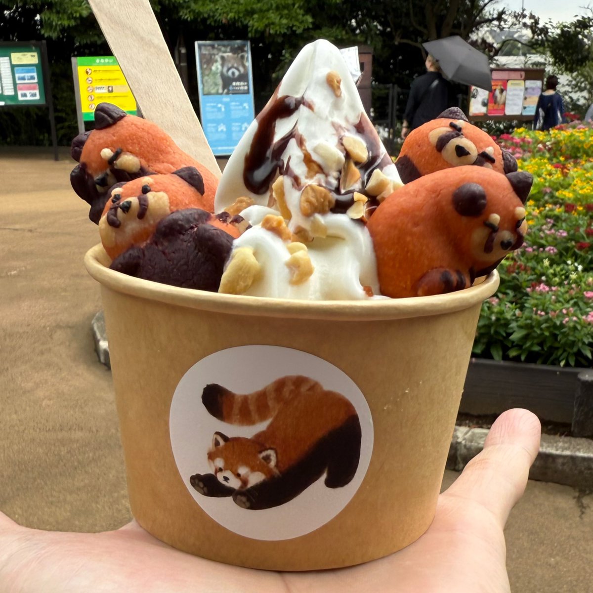 Kazu785's tweet photo. 野毛山動物園で、国際レッサーパンダデーに参加してきました。
久々にイチゴちゃんの元気な姿見れました。
#国際レッサーパンダデー
#野毛山動物園
#絶滅危惧種
#レッサーパンダ
#RedPandaDay https://t.co/LWGdS6G9HL