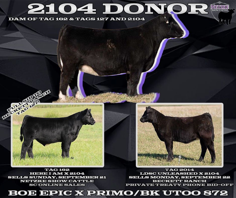 ❗️1️⃣ DAY UNTIL SALE DAY❗️

•Tags 157 &amp; 168 | Made 2 Order x 223 | Chianina Composite

•Tag 162 | Here I Am x 2104 | MaineTainer/Chianina

🗓️Sunday, September 21st || 🔗 sconlinesales.com/Bids/AuctionsL…