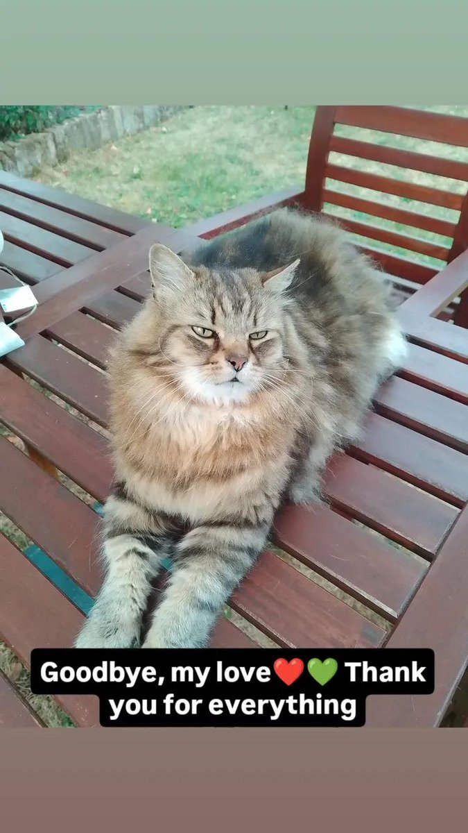 Georgia ★ (@georgia_sonic) on Twitter photo 