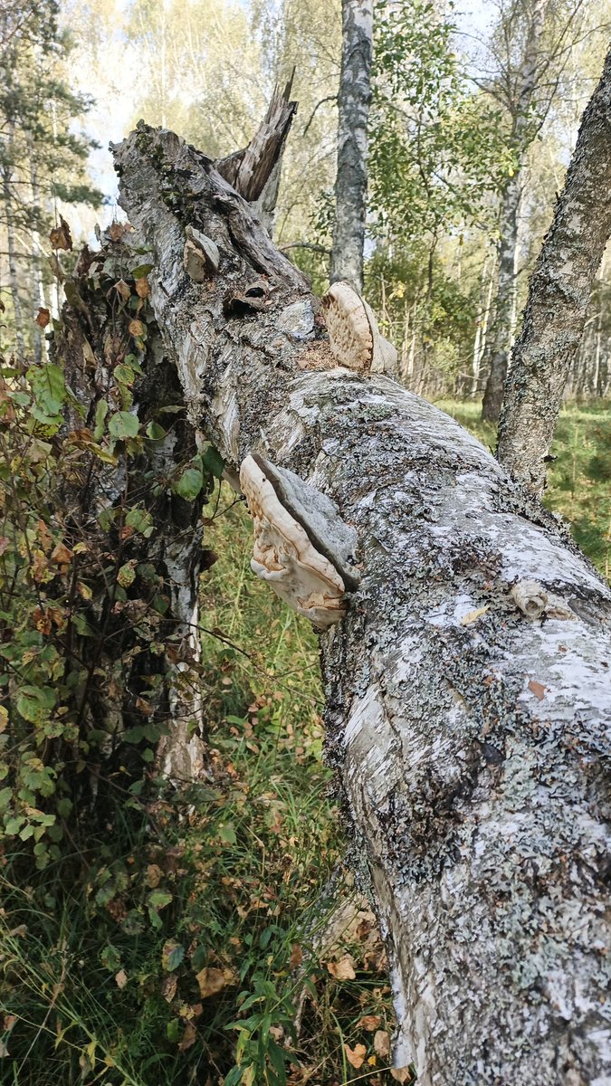 Это мы в лесу, <a href="/woozy_cookie/">Синяя Печенька 🍪</a> с Вовкой с винишком, а я с Сэмом)) грибов нет, только чага