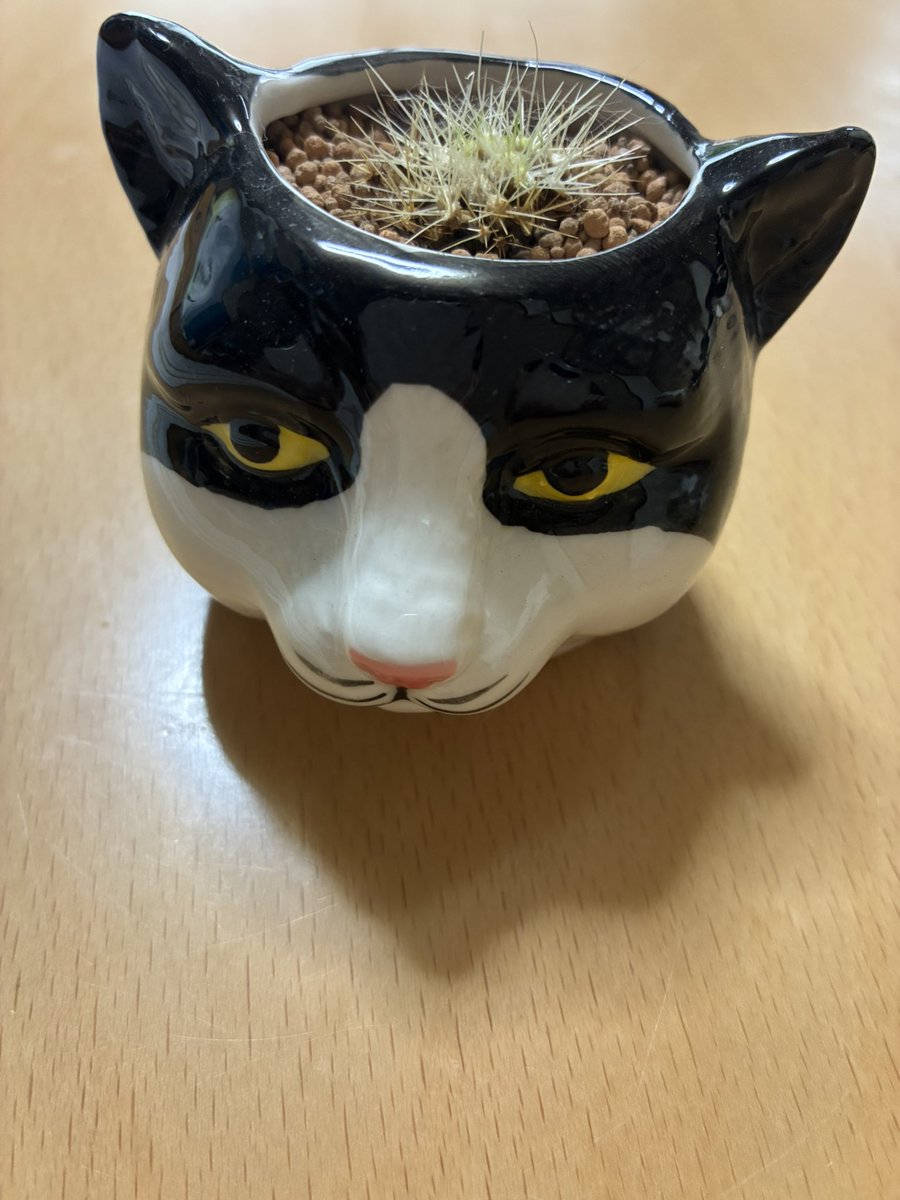 pocket611's tweet photo. 娘が買って来たサボテン🌵弱って来たと言うので植替え保護中。代わりにポットに多肉植物を植えてみた。多肉植物もなかなか似合ってるかも。このポットはテンに似てるから買ったらしいが確かに似てる😆 https://t.co/pBVp0wz1Pt