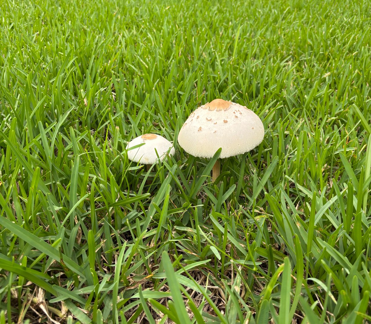 neilstucky1's tweet image. These mushrooms popped out of the ground overnite out of nowhere, just like $algo price will pop up one day out of nowhere. Keep the faith $algo brothers!!!