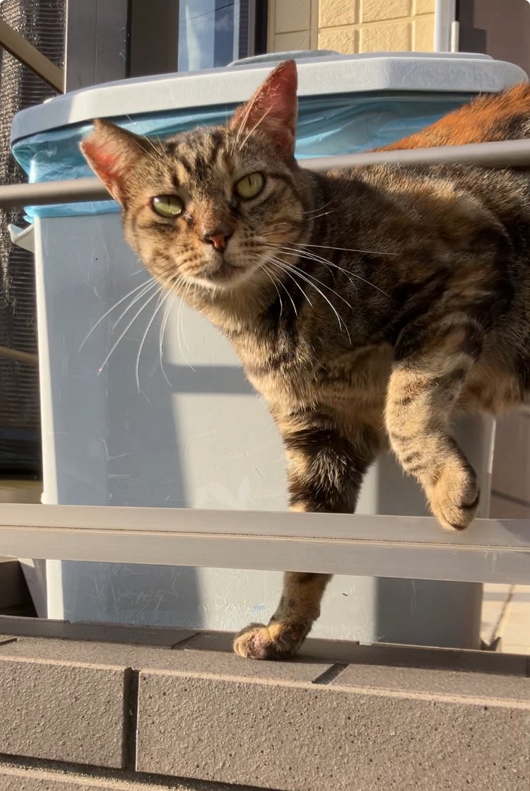 “最近、投稿みないね…”

実は
ストーカー被害に遭っていました。

夕方になると玄関の前に猫ちゃんがいて、リアルに“ストーカーにゃんこ”と戯れて楽しんでいました。

リアルもオンラインもどっちも楽しみたいですねぇ。
