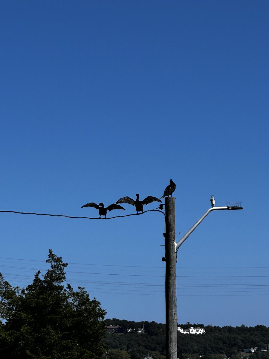 writermom62's tweet image. Spread your wings and fly🦅
Share your gifts with the world now📚
Today is that gift🎁
#WritingCommmunity  #HaikuSaturday