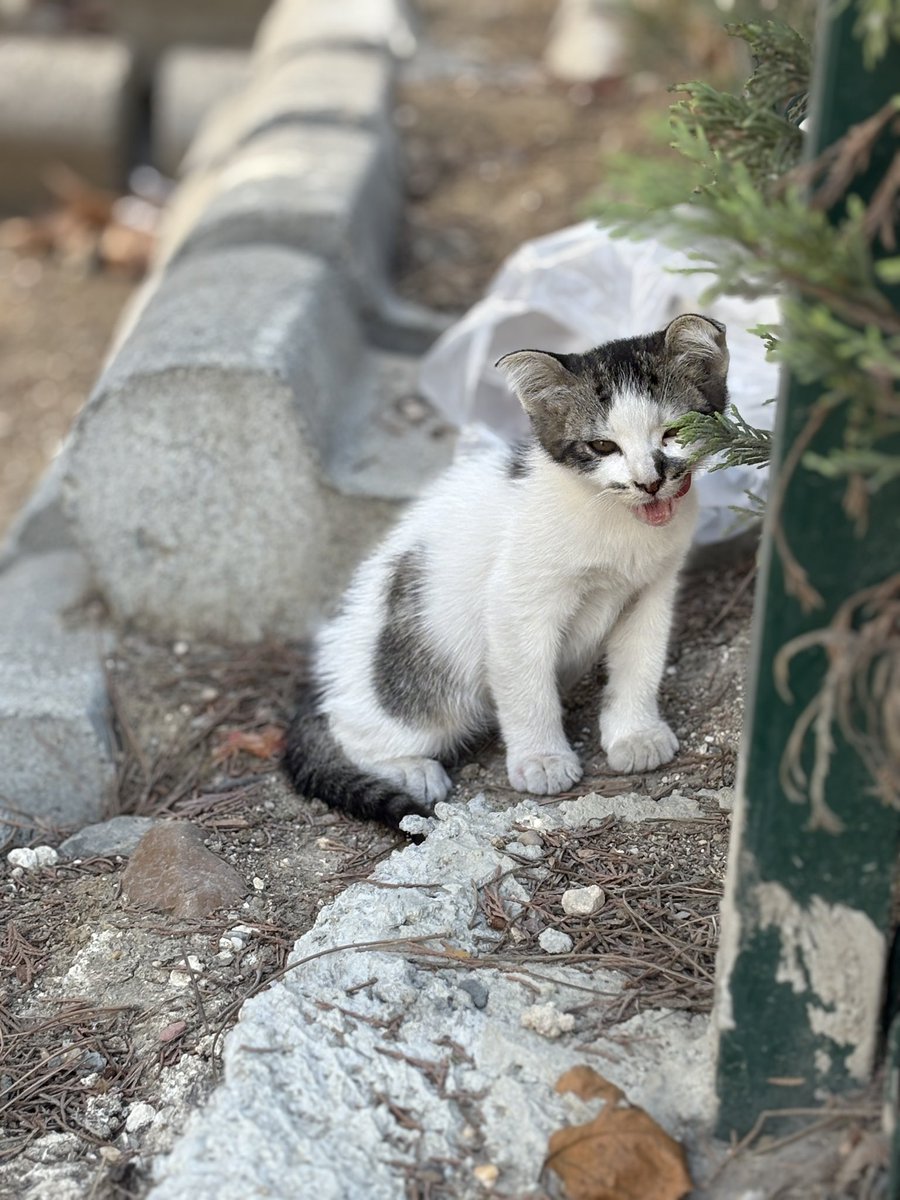 Merhaba,
Fotoğraftaki kediye yuva arıyorum. Maalesef alabileceğim güvenli bir yer yok ve annesi yanında değil. Her gece ağlıyor, kedilerden de dayak yiyor. Yuva olmak isteyen olursa benimle iletişime geçebilir 🌸
İstanbul/Avrupa Yakası
