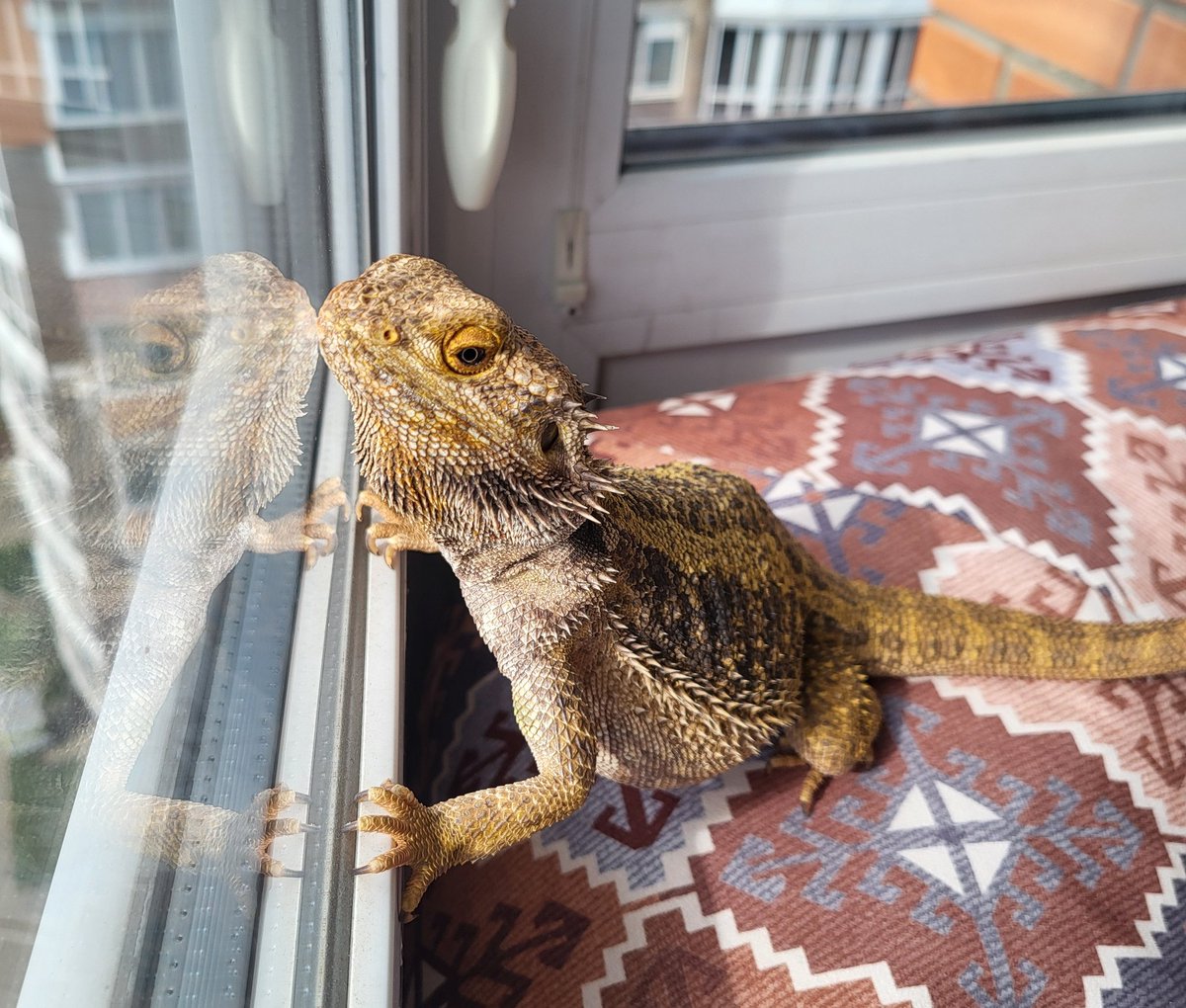 Ця тварина їде на стаціонар
Повний люкс, харчування, лікування і головне - без уколів.
Тим часом я, яка нормально не спить через все це: 💀