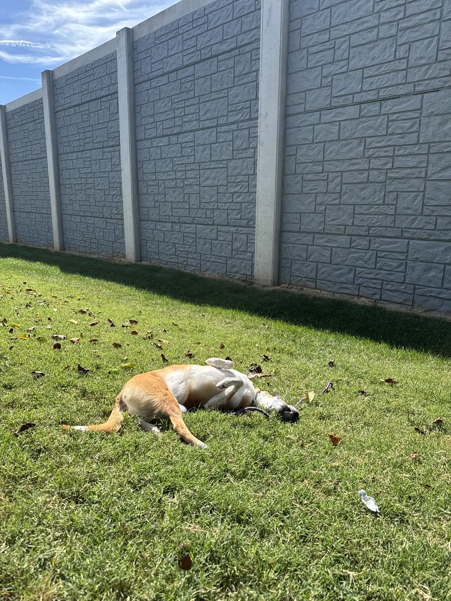 bigmachoITtech's tweet photo. This has been my existence the last month or so. Trying to find pockets of joy and relaxation amidst big change.

The world is aflame and I know we’re all exhausted from the hellscape. Checking in here to say I hope everyone is doing the best they can. https://t.co/YNBb8mJcFN