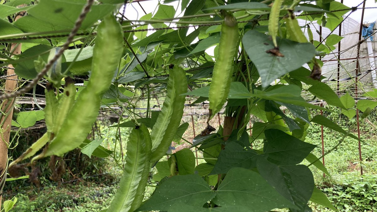 guminolamp's tweet photo. 植えたしかくまめが今年も沢山実りました。冬になるまでしばらく食べられる。
子供の頃によく母が作ったシカクマメ炒めが美味かったな。

早速作ってみた。
やっぱり懐かしい味で、美味しかった

#生野らんぷ
#懐かしい味
＃シカクマメ炒め https://t.co/Om0RAvQtv2