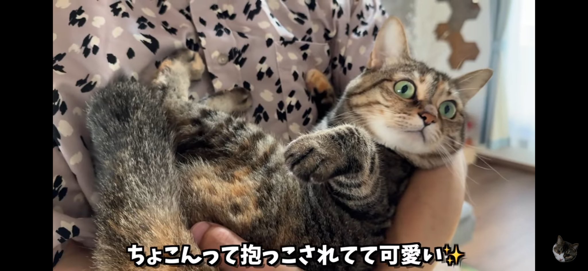 ぽこ太郎 スコスコぽこ太郎&うま次郎〜猫ちゃんねる〜 - YouTube