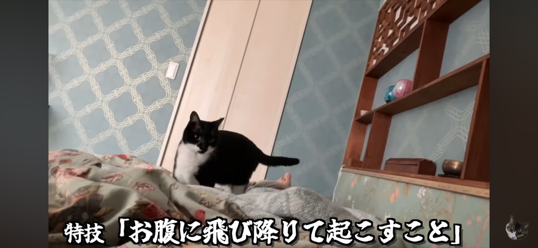 ぽこ太郎 スコスコぽこ太郎&うま次郎 (@PocoUma) / X