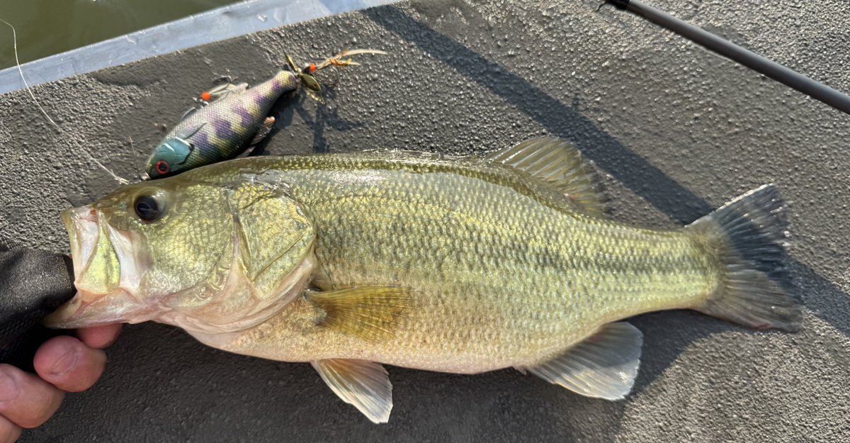 Ryo Sakurai【MPB LURES】【GRAVEL】 (@mpb_lures) / X